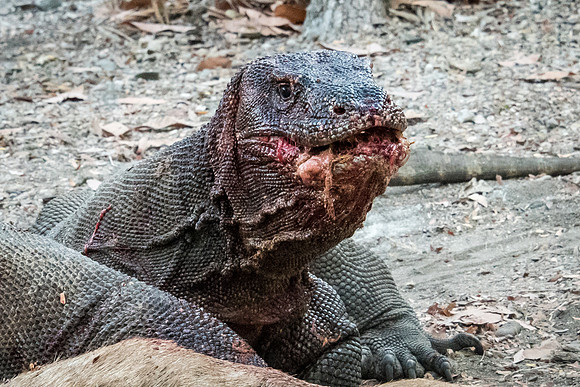 Two Komodo Dragons Eating Deer - 5