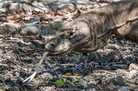 Dragon Smelling Water with Tongue - 3