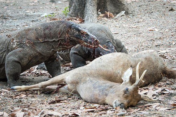 Two Komodo Dragons Eating Deer - 2
