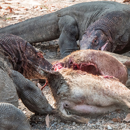 Three Komodo Dragons Eating Deer - 3