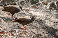 Scrub Fowl - 1