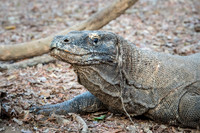 Komodo Dragon - 4