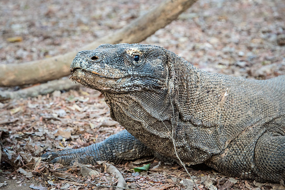 Komodo Dragon - 4