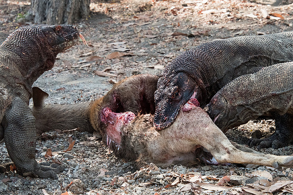 Three Komodo Dragons Eating Deer - 4