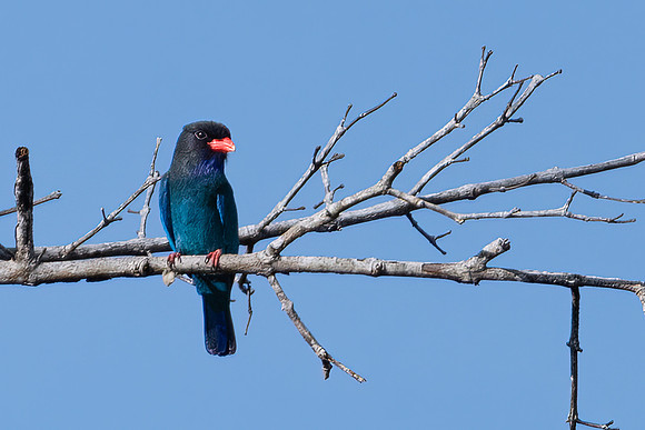 Oriental Dollarbird -1
