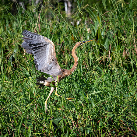 Purple Heron