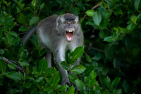 Long-tailed Macaque -2