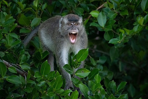 Long-tailed Macaque -2