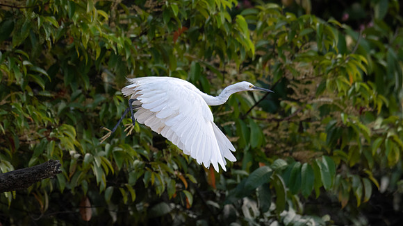 Intermediate Egret