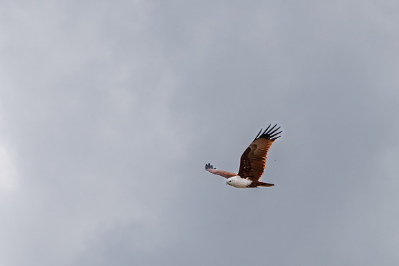 Brahminy Kite
