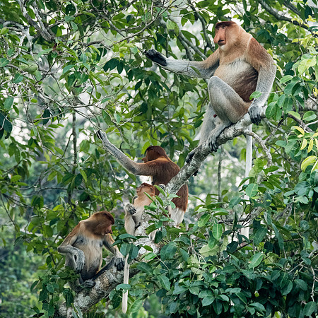 Proboscis Monkey Family