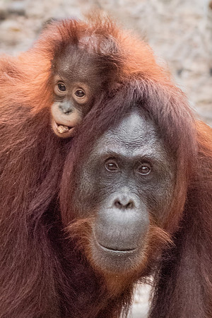 Orangutan, Female and Baby -1