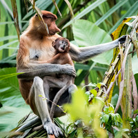 Proboscis Monkey. Female and Baby