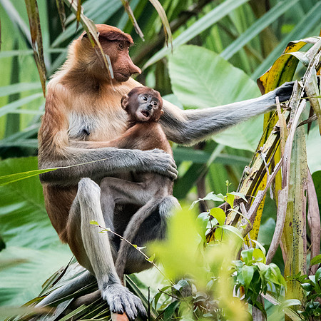 Proboscis Monkey. Female and Baby