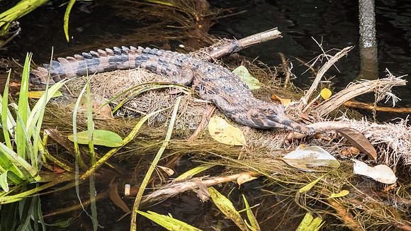 Gharial on Log