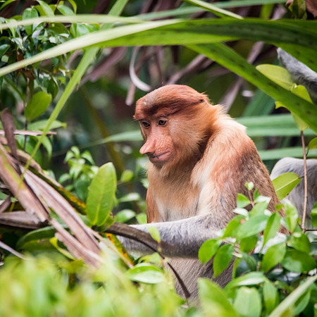 Proboscis Monkey. Female -3