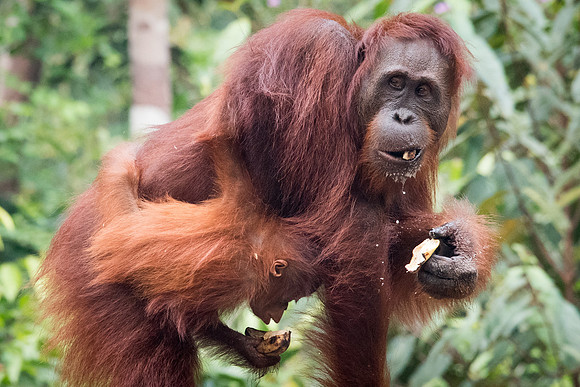 Orangutan, Female -3