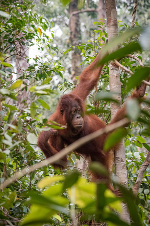 Orangutan, Female -1
