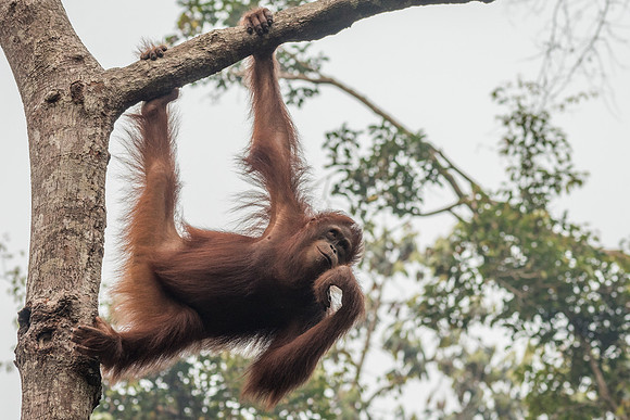 Orangutan, Female -4