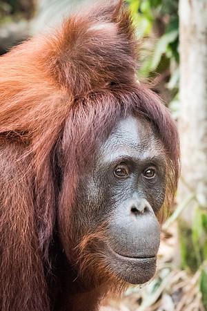 Orangutan, Female and Baby -2