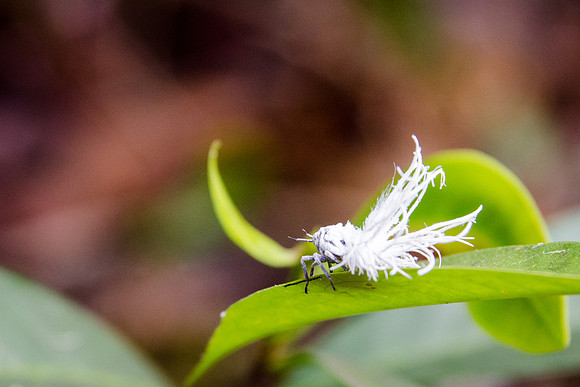 Leaf Hopper
