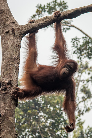 Orangutan, Female -5