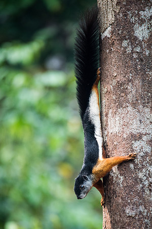 Prevost's Squirrel -2