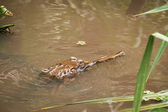 Gharial