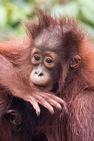 Orangutan, Baby -1