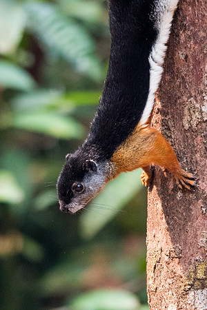 Prevost's Squirrel -1