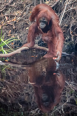 Orangutan, Female. Fishing for Fruit - 1