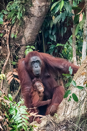 Orangutan, Female and Baby -5