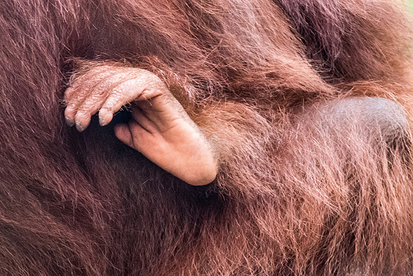Orangutan, Baby Foot