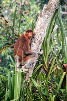 Proboscis Monkey. Female -7