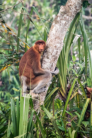 Proboscis Monkey. Female -7