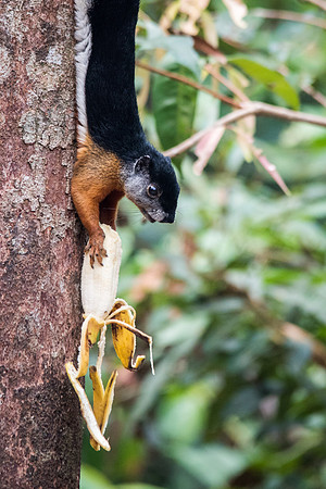 Prevost's Squirrel with Banana