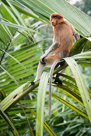 Proboscis Monkey. Female -13