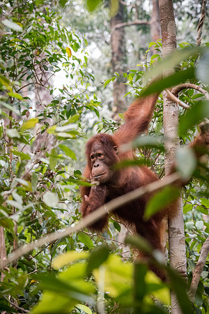 Orangutan, Female -2