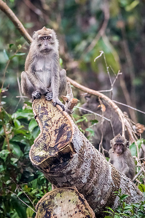 Long Tailed Macaque -1
