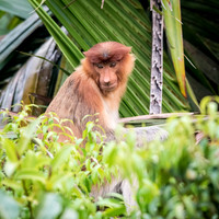 Proboscis Monkey. Female -11