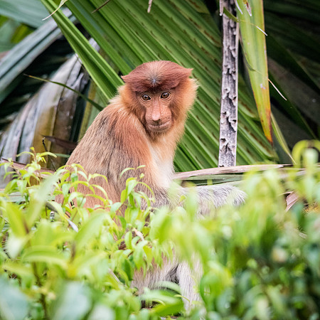 Proboscis Monkey. Female -11