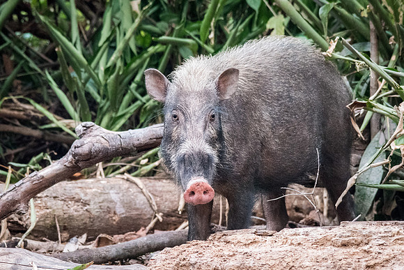 Wild Boar