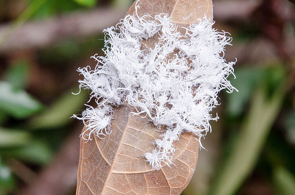 Leaf Hoppers