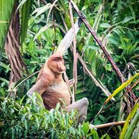 Proboscis Monkey. Female
