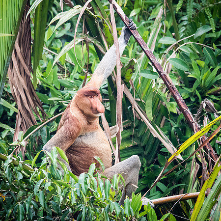 Proboscis Monkey. Female