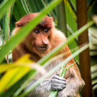 Proboscis Monkey. Female -8