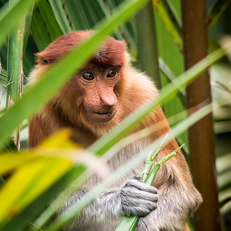 Proboscis Monkey. Female -8