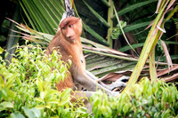 Proboscis Monkey. Female -2