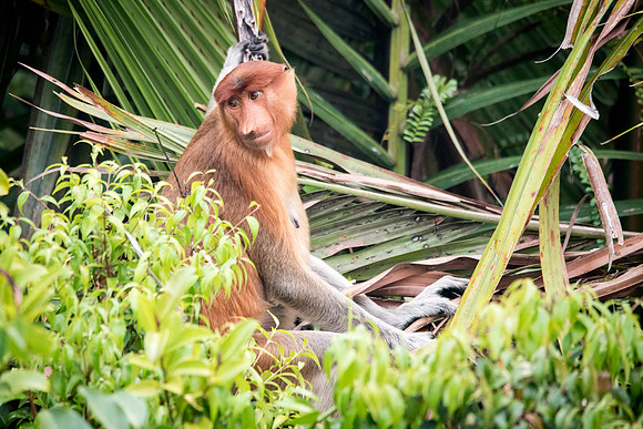 Proboscis Monkey. Female -2