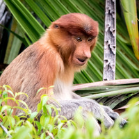 Proboscis Monkey. Female -10